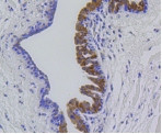 MMP12 Antibody in Immunohistochemistry (Paraffin) (IHC (P))