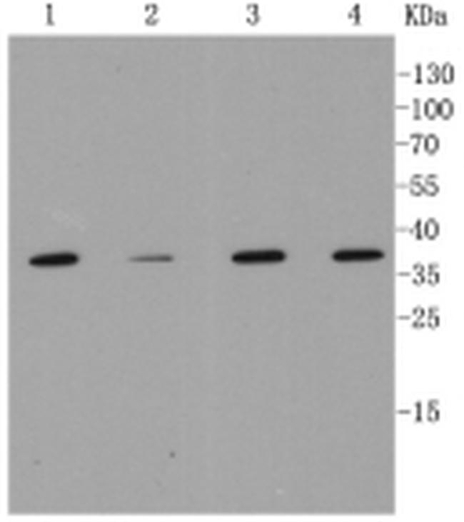 MMP12 Antibody in Western Blot (WB)