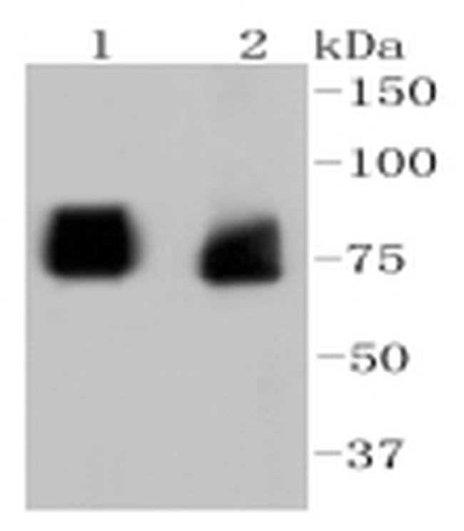 ASH2L Antibody in Western Blot (WB)