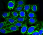 TOMM20 Antibody in Immunocytochemistry (ICC/IF)