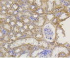 TOMM20 Antibody in Immunohistochemistry (Paraffin) (IHC (P))