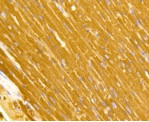 TOMM20 Antibody in Immunohistochemistry (Paraffin) (IHC (P))