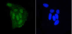 DGCR8 Antibody in Immunocytochemistry (ICC/IF)