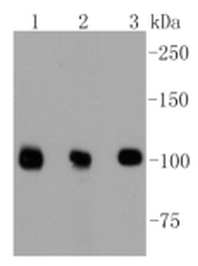 DGCR8 Antibody in Western Blot (WB)