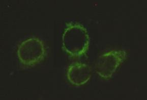 DLAT Antibody in Immunocytochemistry (ICC/IF)