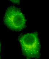 RAB2A Antibody in Immunocytochemistry (ICC/IF)