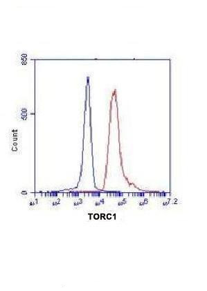 Torc1 Antibody in Flow Cytometry (Flow)