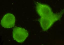 Torc1 Antibody in Immunocytochemistry (ICC/IF)