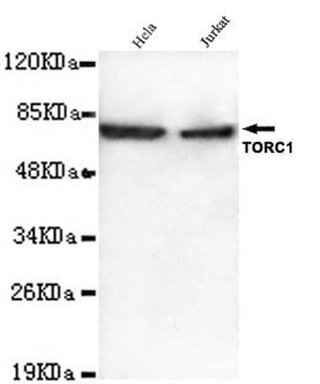 Torc1 Antibody in Western Blot (WB)