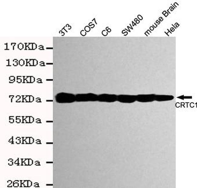 Torc1 Antibody in Western Blot (WB)