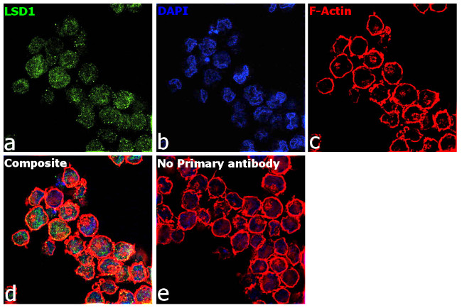 LSD1 Antibody in Immunocytochemistry (ICC/IF)