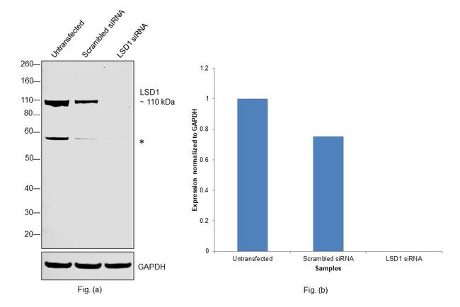 LSD1 Antibody in Western Blot (WB)