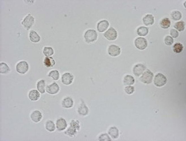 IdU Antibody in Immunocytochemistry (ICC/IF)