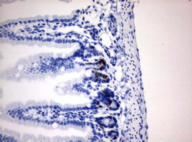 IdU Antibody in Immunohistochemistry (Paraffin) (IHC (P))