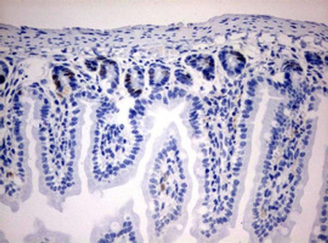 IdU Antibody in Immunohistochemistry (Paraffin) (IHC (P))