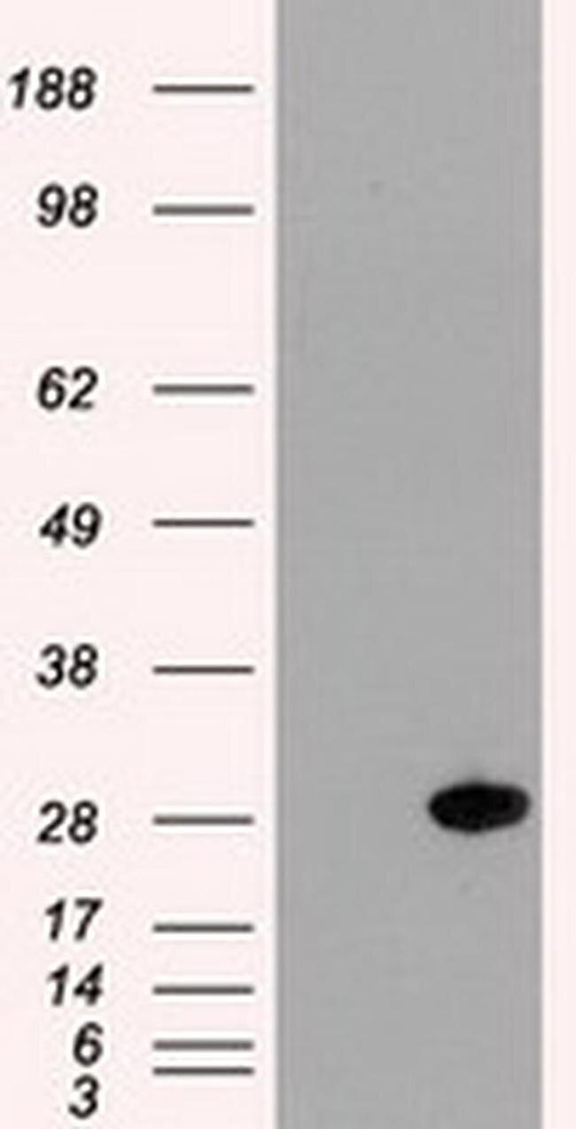 Hex Antibody in Western Blot (WB)