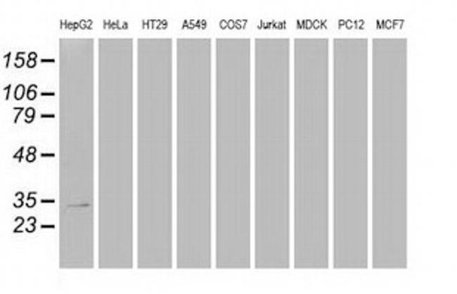 Hex Antibody in Western Blot (WB)