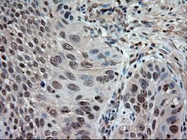 NTF3 Antibody in Immunohistochemistry (Paraffin) (IHC (P))