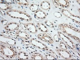 NTF3 Antibody in Immunohistochemistry (Paraffin) (IHC (P))