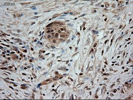 NTF3 Antibody in Immunohistochemistry (Paraffin) (IHC (P))