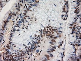 NTF4 Antibody in Immunohistochemistry (Paraffin) (IHC (P))