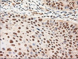 NTF4 Antibody in Immunohistochemistry (Paraffin) (IHC (P))