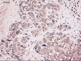 NTF4 Antibody in Immunohistochemistry (Paraffin) (IHC (P))