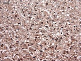 NTF4 Antibody in Immunohistochemistry (Paraffin) (IHC (P))