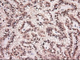 NTF4 Antibody in Immunohistochemistry (Paraffin) (IHC (P))