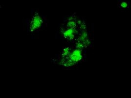 SOX17 Antibody in Immunocytochemistry (ICC/IF)