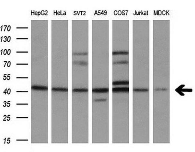 SOX17 Antibody in Western Blot (WB)