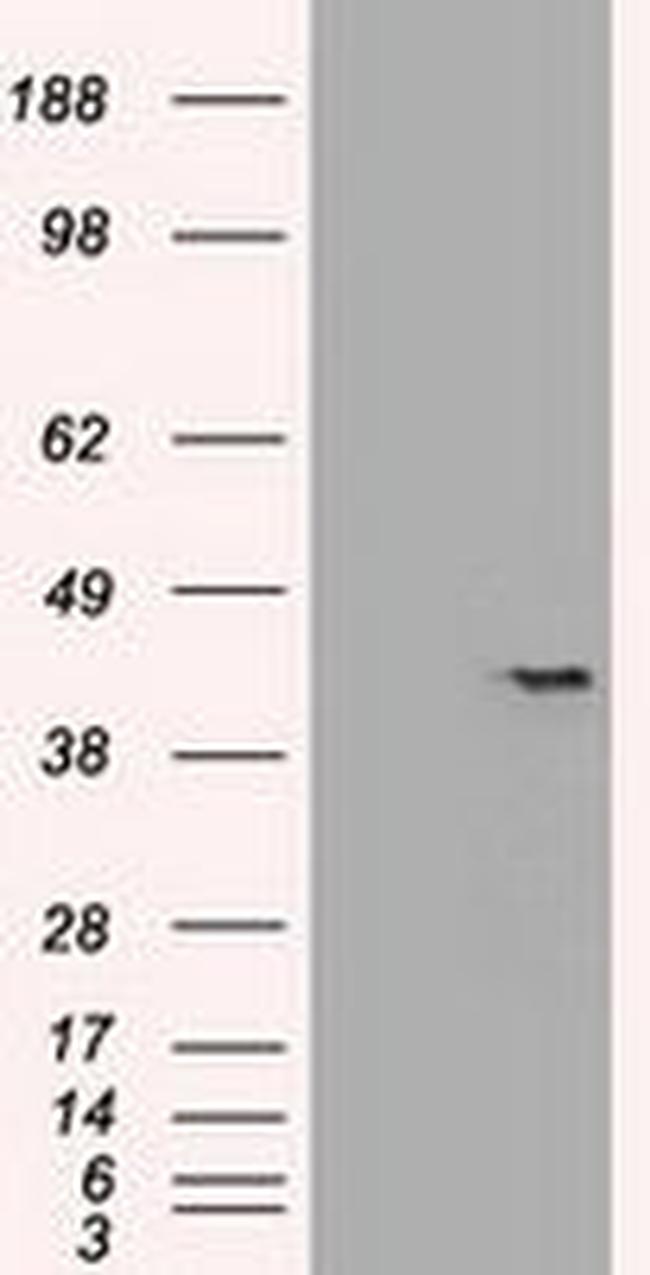 SOX17 Antibody in Western Blot (WB)