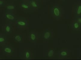 SOX17 Antibody in Immunocytochemistry (ICC/IF)