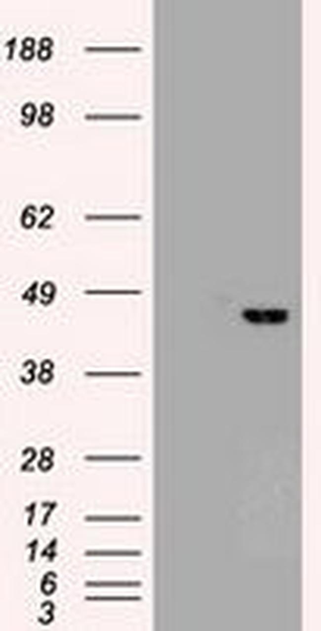 SOX17 Antibody in Western Blot (WB)