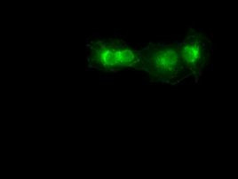 SOX17 Antibody in Immunocytochemistry (ICC/IF)