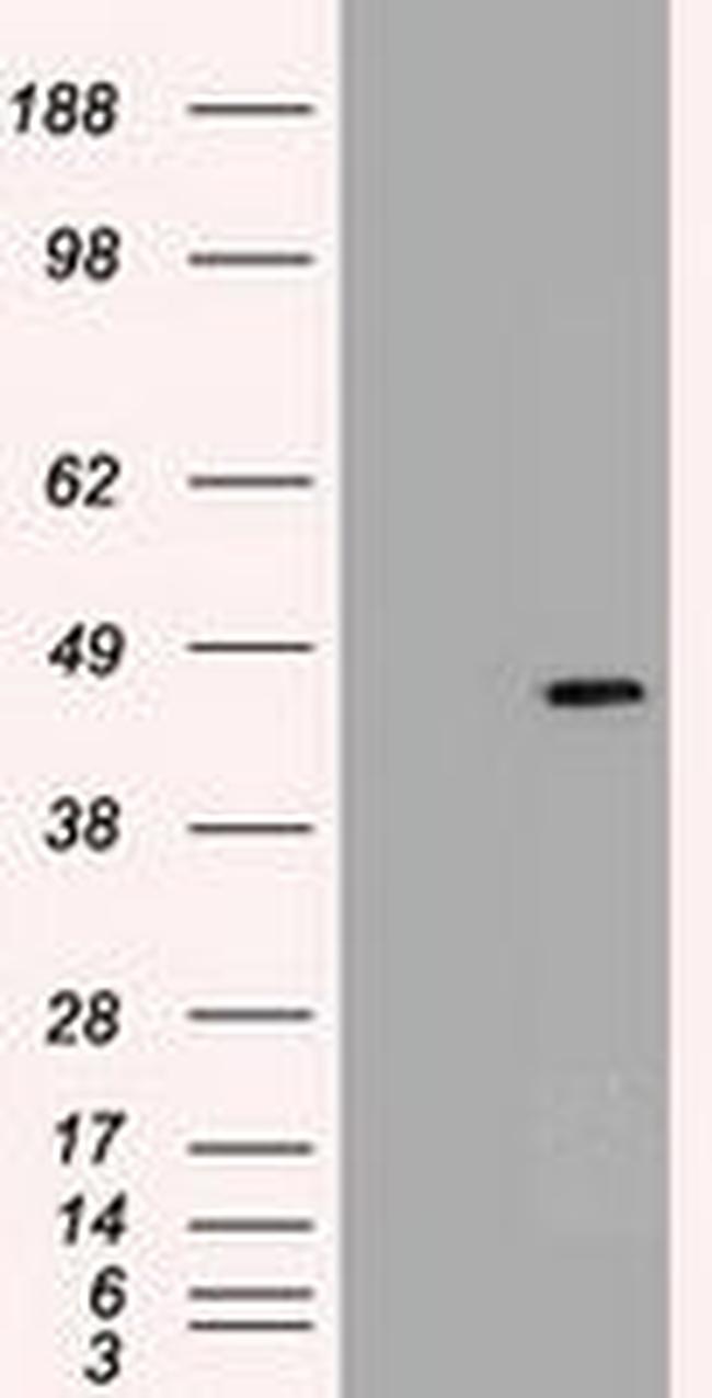 SOX17 Antibody in Western Blot (WB)