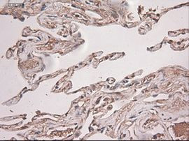 NTF3 Antibody in Immunohistochemistry (Paraffin) (IHC (P))