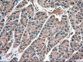 NTF3 Antibody in Immunohistochemistry (Paraffin) (IHC (P))