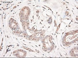 NTF3 Antibody in Immunohistochemistry (Paraffin) (IHC (P))