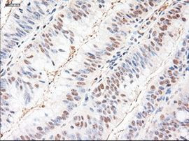 NTF3 Antibody in Immunohistochemistry (Paraffin) (IHC (P))