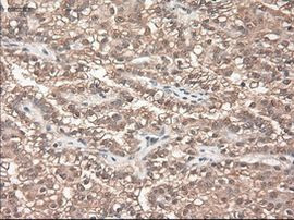 NTF3 Antibody in Immunohistochemistry (Paraffin) (IHC (P))