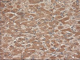 NTF3 Antibody in Immunohistochemistry (Paraffin) (IHC (P))