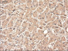 NTF3 Antibody in Immunohistochemistry (Paraffin) (IHC (P))