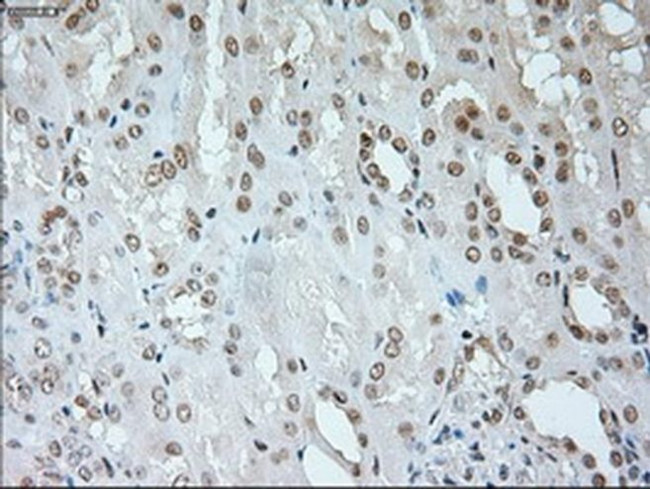 Neurogenin 1 Antibody in Immunohistochemistry (Paraffin) (IHC (P))