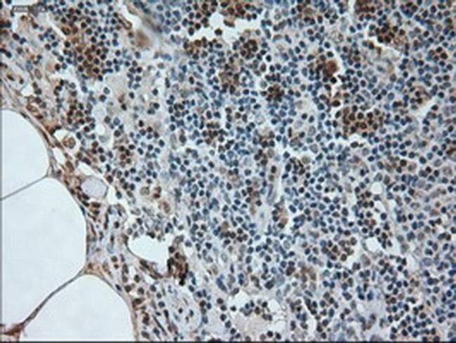 Neurogenin 1 Antibody in Immunohistochemistry (Paraffin) (IHC (P))