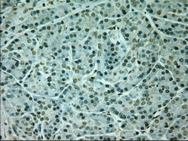 Neurogenin 1 Antibody in Immunohistochemistry (Paraffin) (IHC (P))