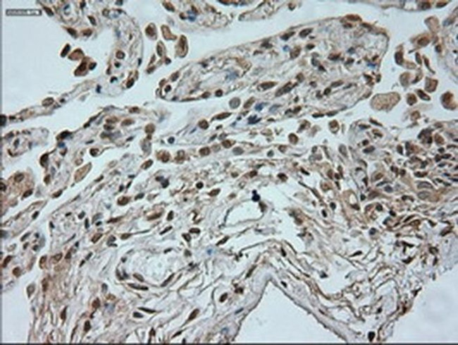 Neurogenin 1 Antibody in Immunohistochemistry (Paraffin) (IHC (P))