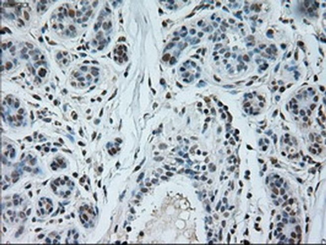 Neurogenin 1 Antibody in Immunohistochemistry (Paraffin) (IHC (P))