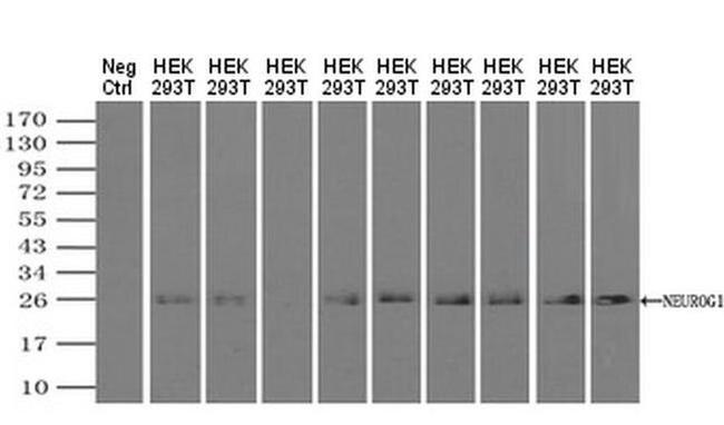 Neurogenin 1 Antibody in Western Blot (WB)