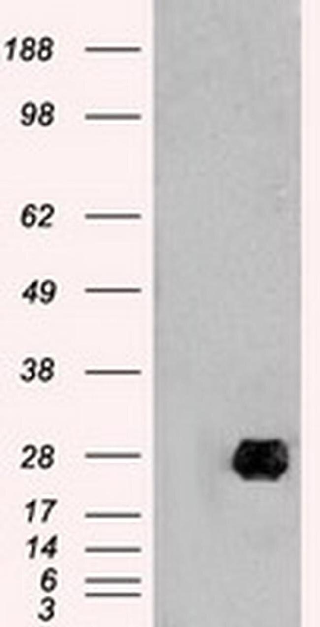 Neurogenin 1 Antibody in Western Blot (WB)